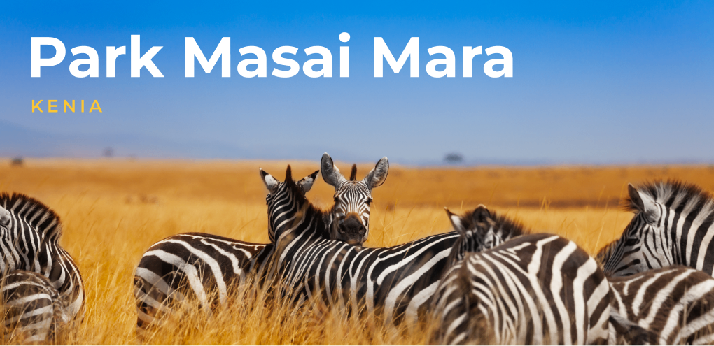 Zebry w parku Masai Mara.